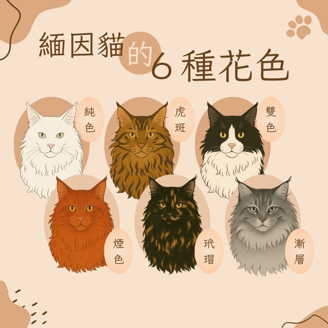 緬因貓的花色
