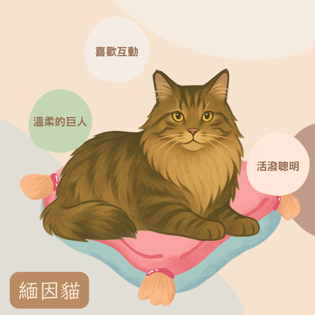 緬因貓