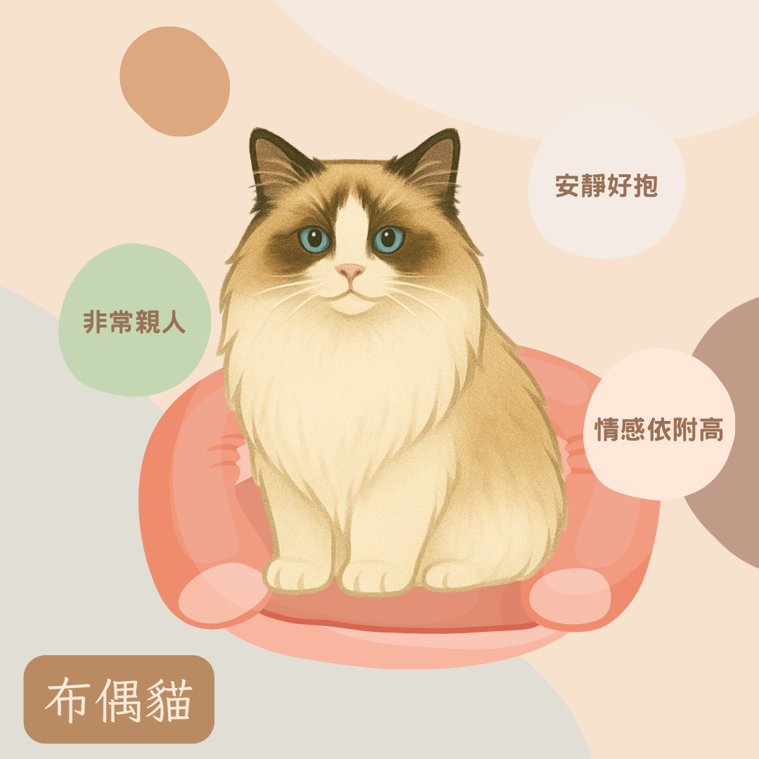 布偶貓