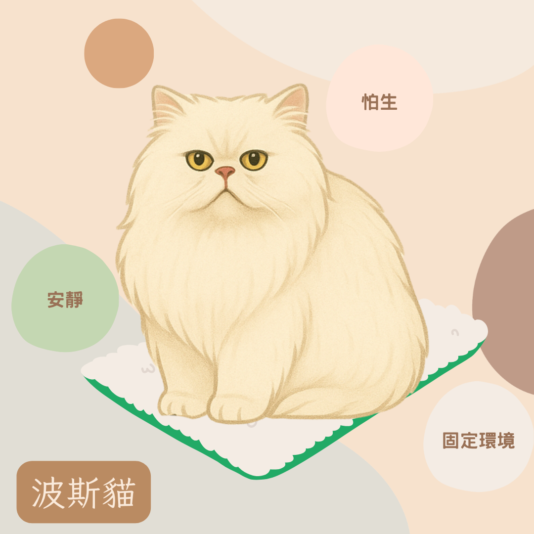 波斯貓