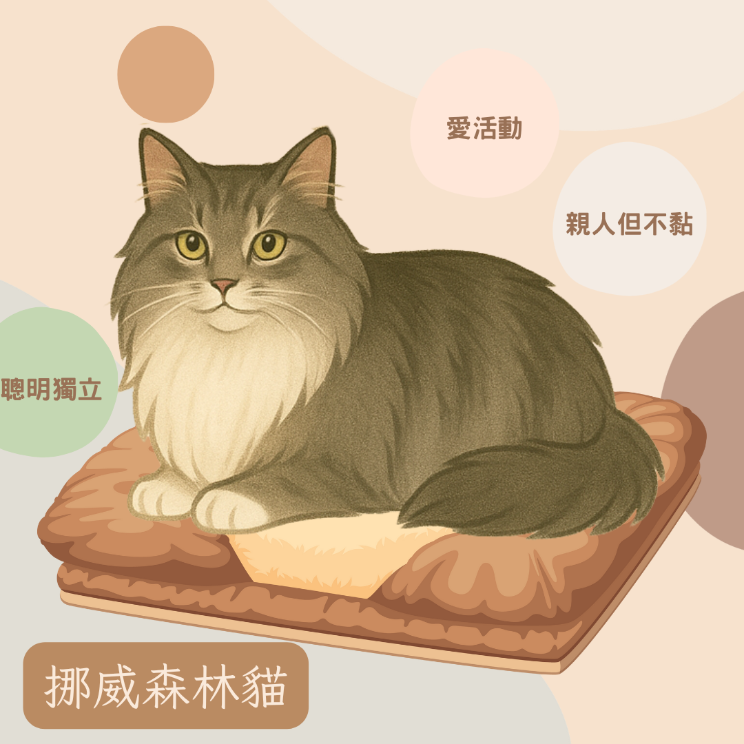 挪威森林貓
