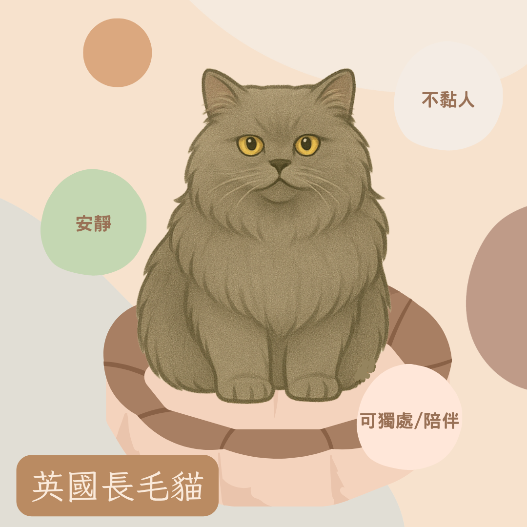 英國長毛貓