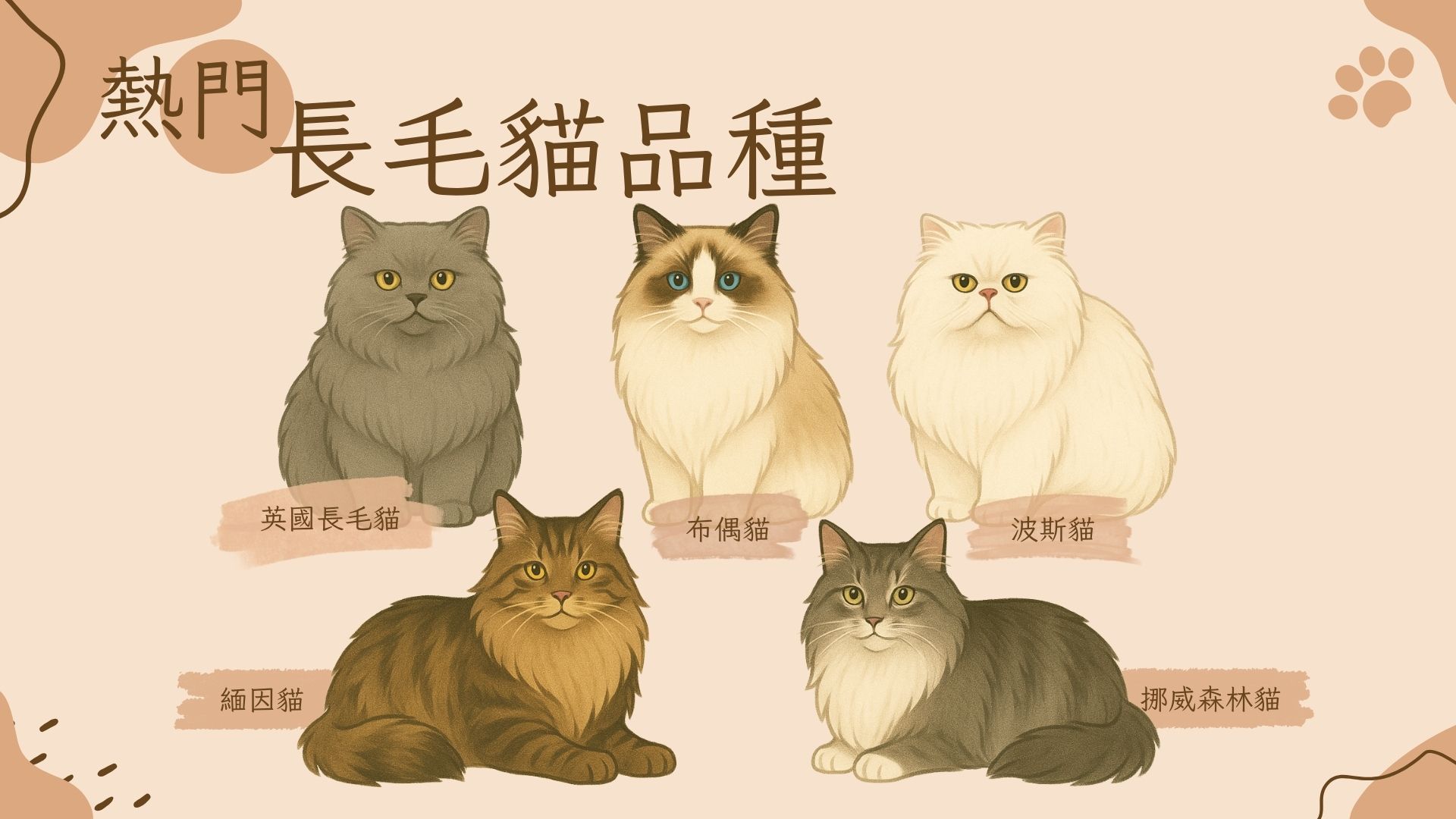 長毛貓品種