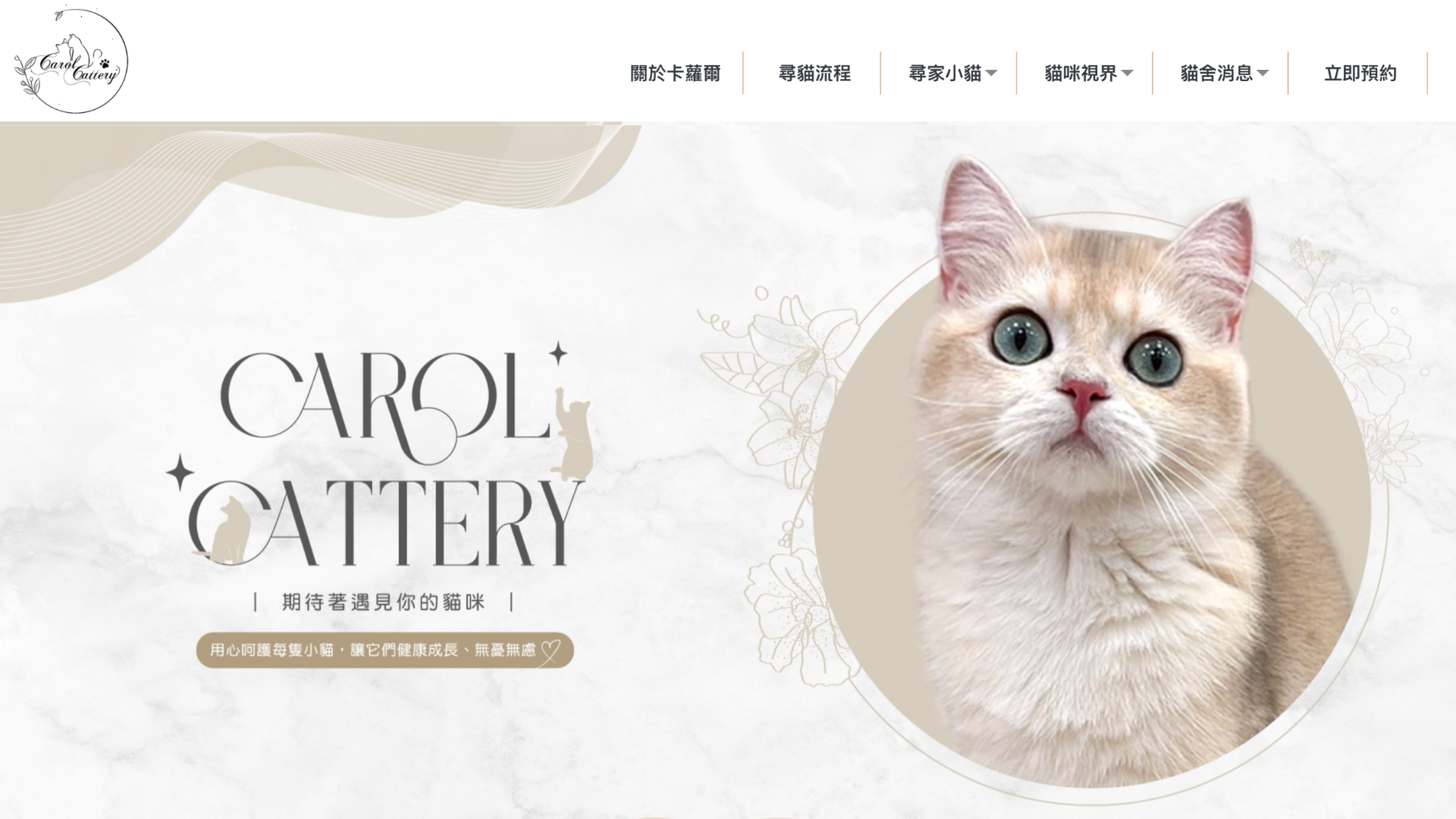 新北小步舞曲貓舍推薦：卡蘿爾貓舍