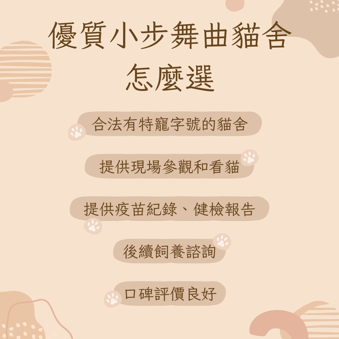 優質小步舞曲貓舍怎麼選