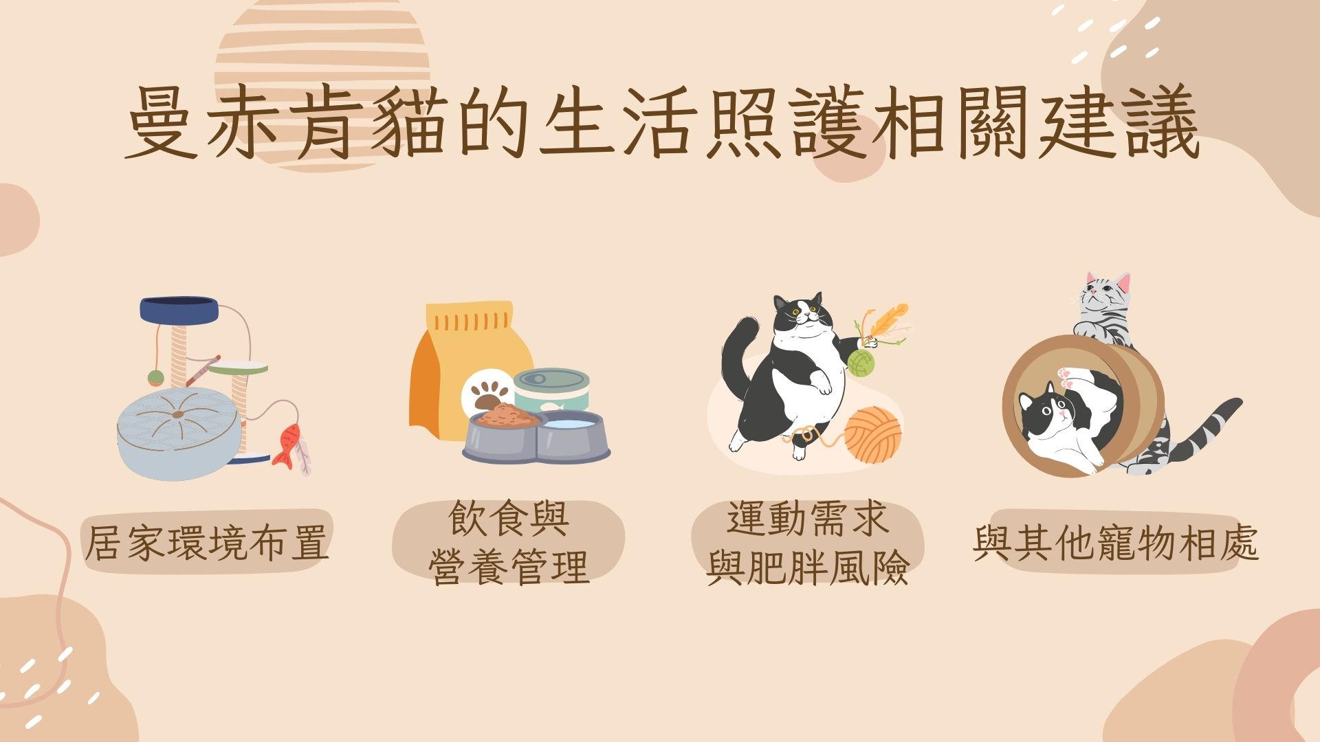 曼赤肯貓的生活照護