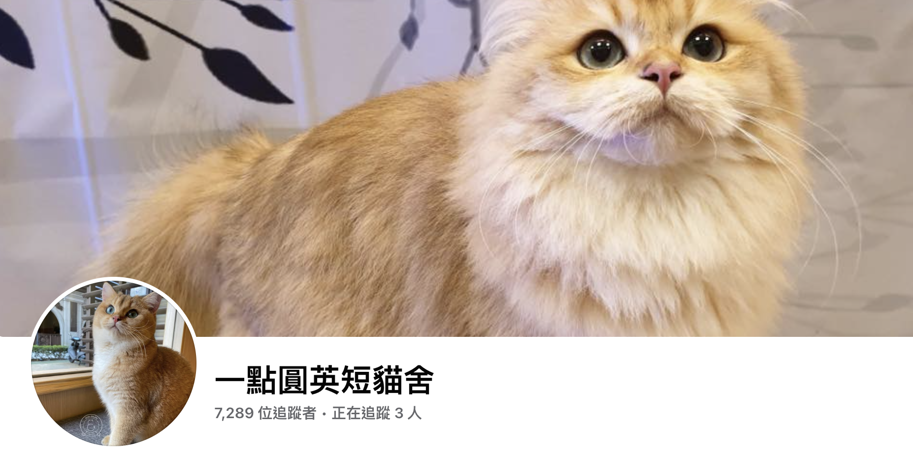 桃園英短貓舍推薦